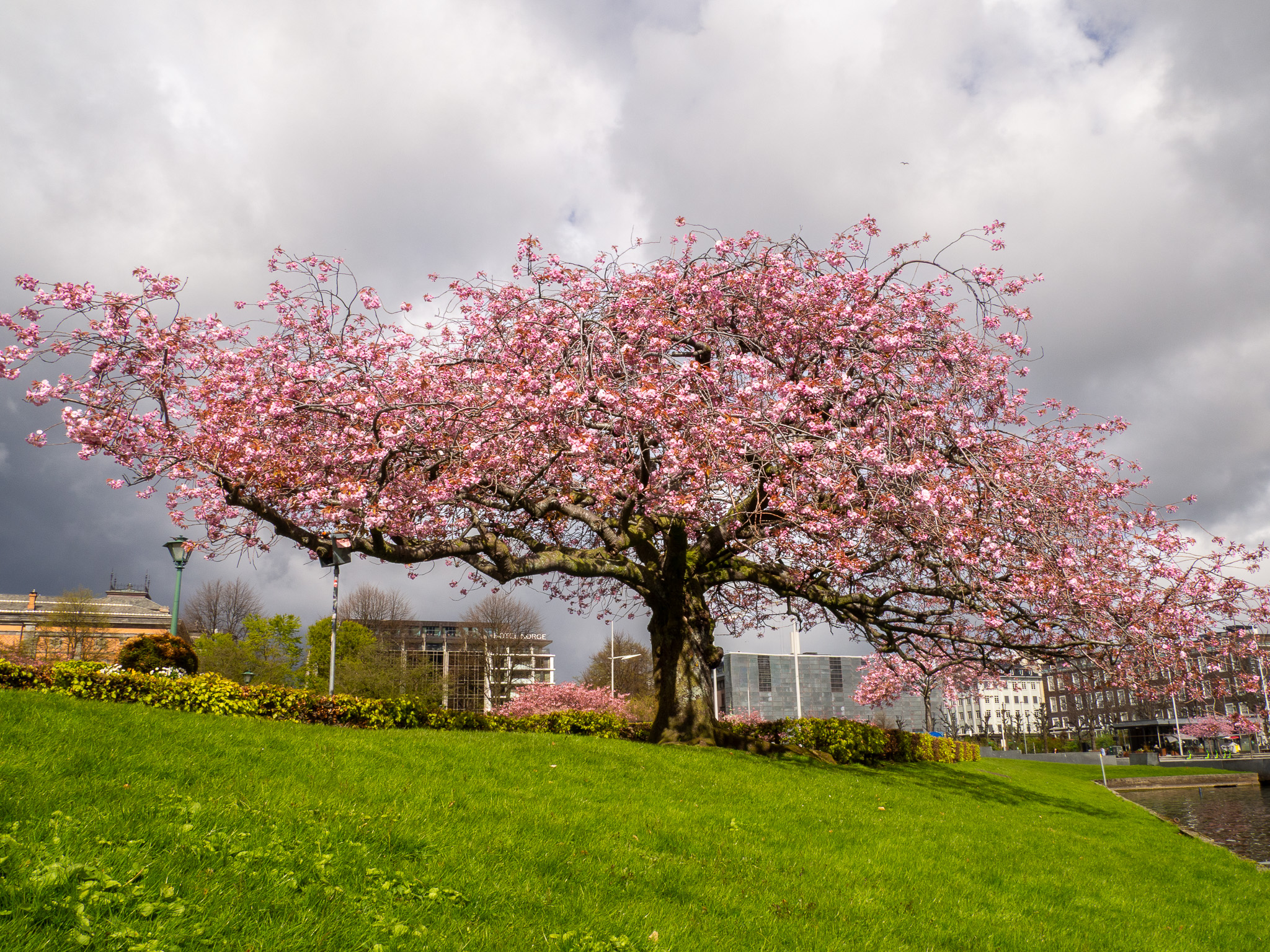 Vakkert blomstrende kirsebærtre i grønt parkområde med dramatisk himmel over Bergen.