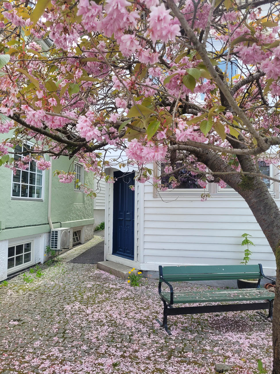 Et stille vårmotiv fra Bergen, der rosa blomster, brostein og gamle trehus skaper en lun og fredelig stemning.